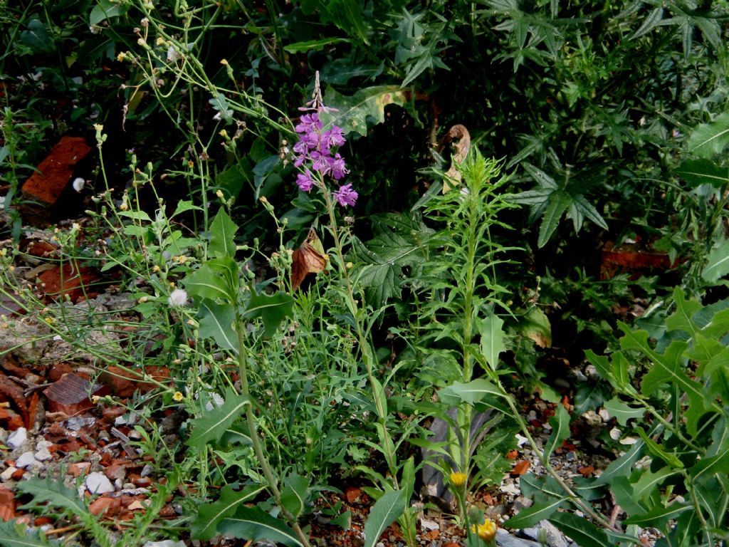 Chamaenerion angustifolium (ex Epilobium angustifolium)